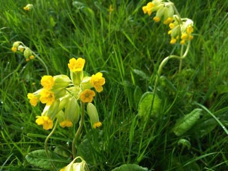Yellow cowslip flowers in long grass